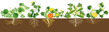 Set of different gourd plants (watermelon, melon, pumpkin, zucchini and cucumber) isolated on white background clipart