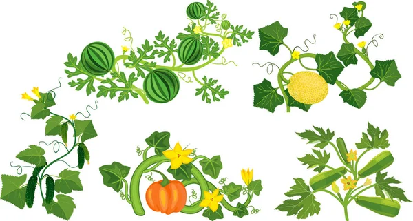 Set Diferentes Plantas Calabaza Sandía Melón Calabaza Calabacín Pepino Aisladas — Vector de stock