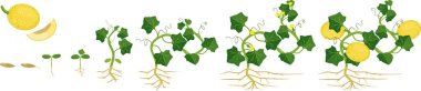 Life cycle of melon plant. Growth stages from seeding to flowering and fruit-bearing plant clipart