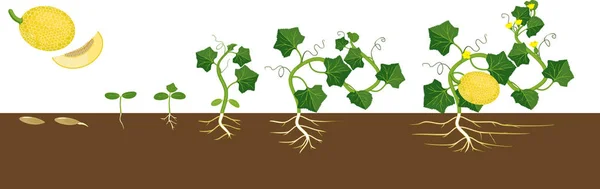 Κύκλος Ζωής Του Φυτού Πεπόνι Στάδια Ανάπτυξης Από Σπορά Έως — Διανυσματικό Αρχείο