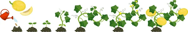 メロンの植物のライフサイクル 種子から開花 実生植物までの成長段階 — ストックベクタ