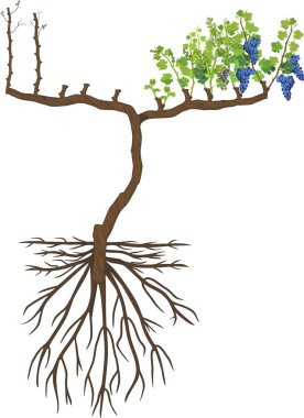 Üzüm budama şeması: budanmış mahmuz. Kök sistemi beyaz zemin üzerinde izole edilmiş üzüm asması bitkisinin genel görünümü uykuda ve büyüme mevsiminde