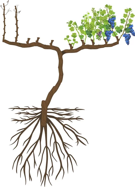 葡萄修剪计划 刺激修剪 休眠期和生长季节根系为白色背景的葡萄藤植物概况 — 图库矢量图片
