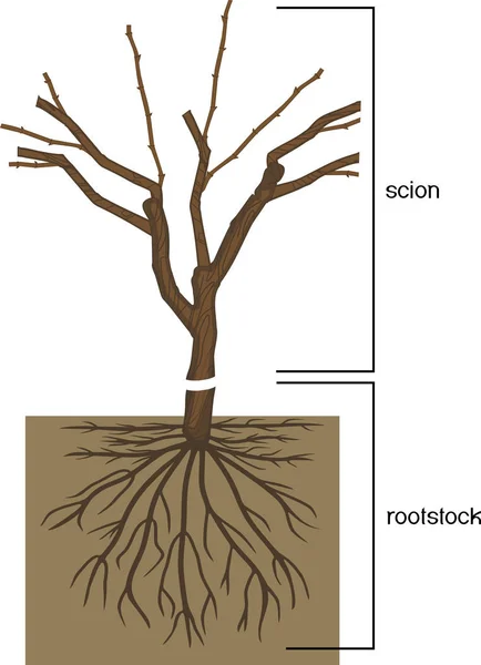 ブドウの木 茎は根茎に接ぎ木されます — ストックベクタ