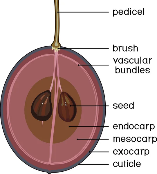 熟したブドウ果実のタイトルの構造 — ストックベクタ