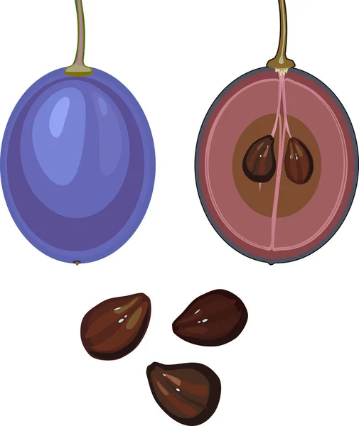 白い背景に分離された熟したブドウ果実の外部および内部構造 — ストックベクタ