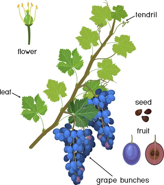 Parts Plant Morphology Grapevine Green Leaves Blue Bunch Flowers Isolated — Stock Vector