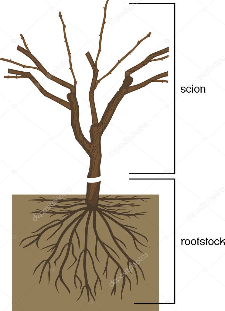 Grape vine plant: scion is grafted onto the rootstock