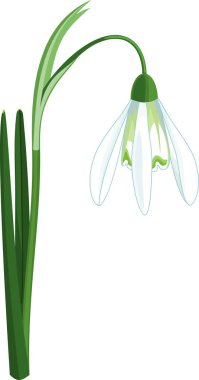 Yaygın kar damlası bitkisi veya yeşil yapraklı Galanthus nivalis ve beyaz arka planda izole edilmiş beyaz çiçek