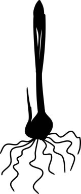 Genel kar damlası bitkisi ya da beyaz arka planda izole edilmiş goncası olan Galanthus nivalis