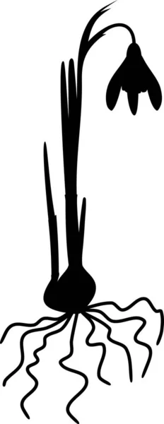 Черный Силуэт Подснежника Galanthus Nivalis Листьями Цветком Корневой Системой Изолированной — стоковый вектор