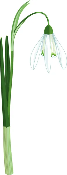 Galanthus Nivalis Galanthus Nivalis Avec Feuilles Vertes Fleurs Blanches Isolées — Image vectorielle