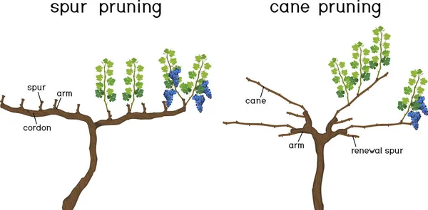 Druivensnoeischema Riet Spur Gesnoeid Algemeen Zicht Wijnstokken Met Wortelstelsel Geïsoleerd — Stockvector