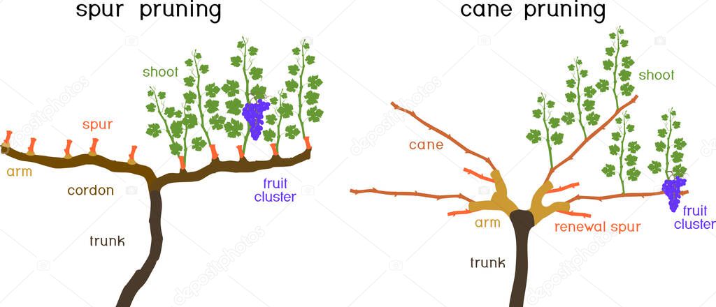 Grape pruning scheme: cane and spur pruned. General view of grape vine plant with root system isolated on white background