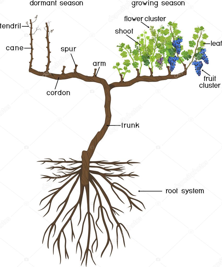 Grape pruning scheme: spur pruned. General view of grape vine plant with root system isolated on white background in dormant and growing season