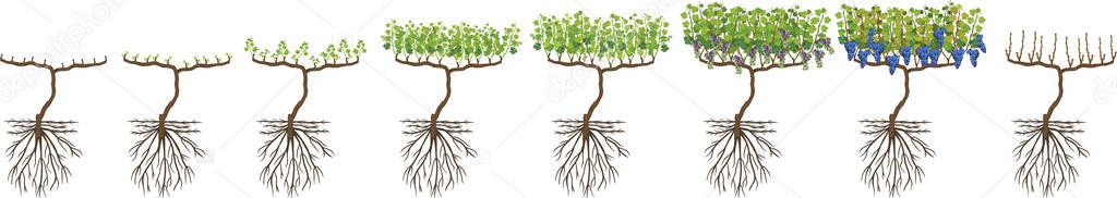 Annual growth cycle of grapevine isolated on white background. Grapevine development stages