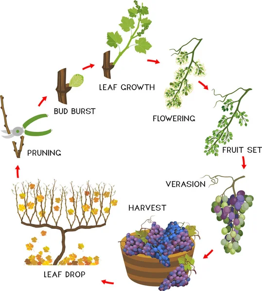 白背景に単離されたブドウの年間成長サイクル ブドウの開発と熟成の段階 — ストックベクタ