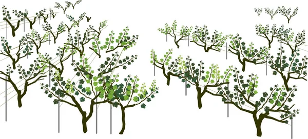 Vedere Generală Grupului Plante Viță Vie Podgorie Frunze Verzi Izolate — Vector de stoc