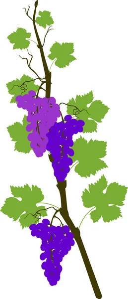 Branche Vigne Avec Feuilles Vertes Grappes Bleues Isolées Sur Fond — Image vectorielle