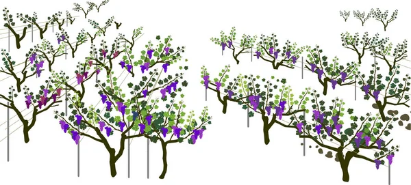 葡萄园葡萄植物群与成熟葡萄束和绿叶在白色背景上隔离的概述 — 图库矢量图片