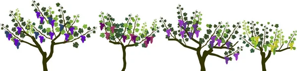 Période Récolte Ensemble Plants Vigne Grappes Mûres Feuilles Vertes Isolés — Image vectorielle