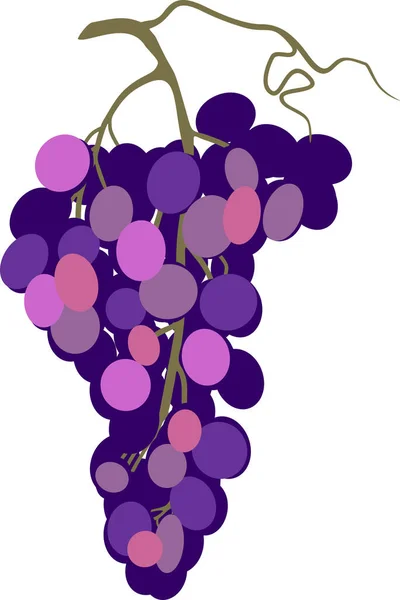 Grappe Raisins Violets Mûrs Isolés Sur Fond Blanc — Image vectorielle