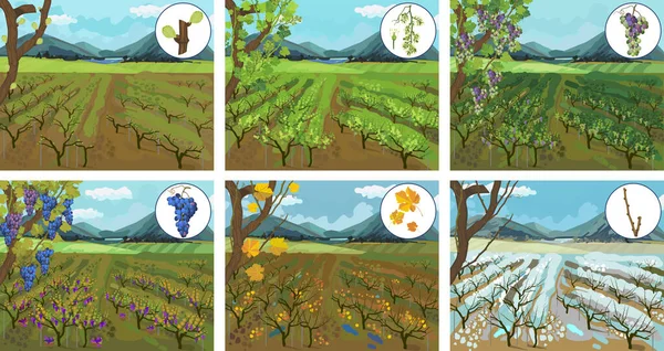 Ciclo Vida Crecimiento Anual Vid Las Estaciones Paisaje Con Viñedo — Archivo Imágenes Vectoriales