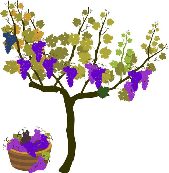 Время Сбора Урожая Виноградная Лоза Спелыми Гроздьями Винограда Изолированными Белом — стоковый вектор