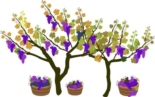 Période Récolte Plante Vigne Avec Grappes Raisins Mûrs Isolées Sur — Image vectorielle