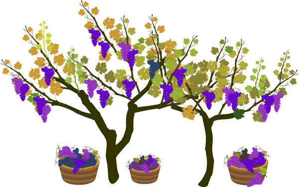 Tempo Colheita Planta Videiras Com Cachos Maduros Uvas Isoladas Fundo — Vetor de Stock