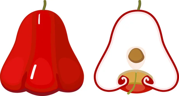 Frischer Roter Java Apfel Wachsapfel Mit Früchten Querschnitt Isoliert Auf — Stockvektor