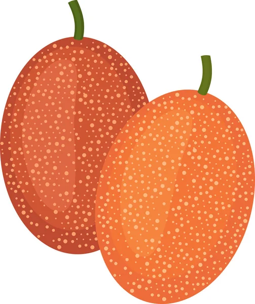 Čerstvé Velké Kyselé Ximenia Caffra Ovoce Izolované Bílém Pozadí — Stockový vektor
