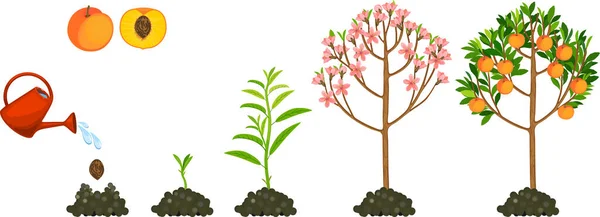 Životní Cyklus Broskvoně Izolované Bílém Pozadí Rostlina Rostoucí Semene Broskev — Stockový vektor
