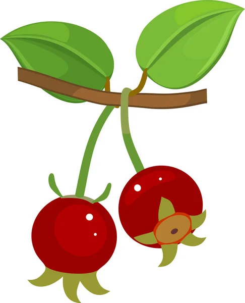 Dwa Owoce Ugni Zielonymi Liśćmi Białym Tle — Wektor stockowy
