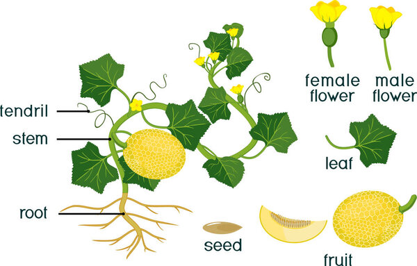 Parts of plant. Morphology of melon plant with fruits, flowers, green leaves and root system isolated on white background