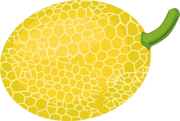 在白色背景上分离的成熟的黄色甜瓜的轮廓 — 图库矢量图片