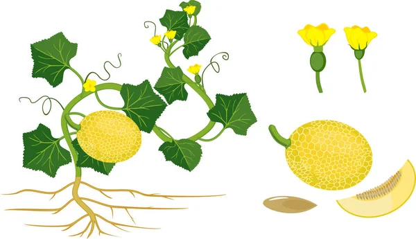 Části Rostlin Morfologie Melounové Rostliny Ovocem Květinami Zelenými Listy Kořenovou — Stockový vektor