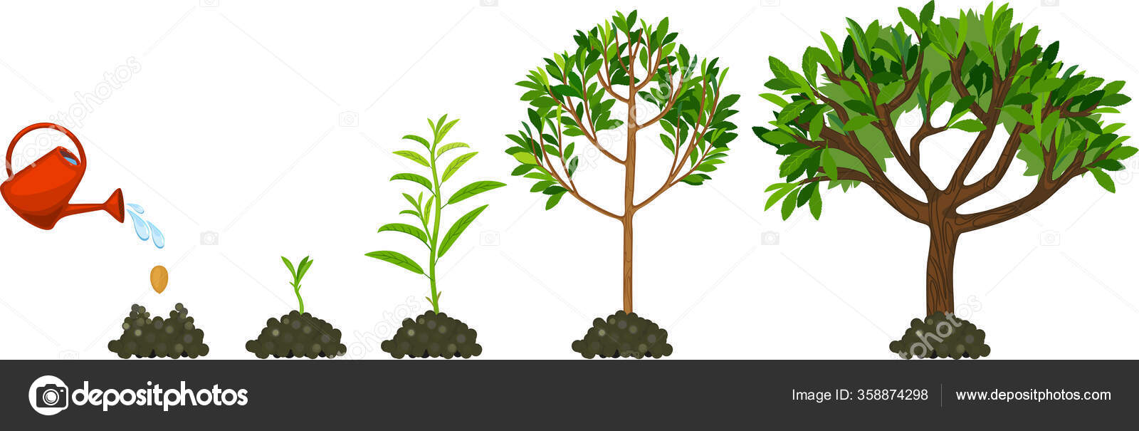 Stadien Des Wachstums Des Baumes Lebenszyklus Des Baumes Vom Samen ...