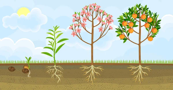 Ciclo Vida Pêssego Estágios Crescimento Semeadura Floração Árvore Pêssego Frutífero —  Vetores de Stock