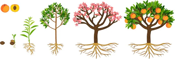 복숭아 나무의 주기는 배경에 분리되어 열매와 조직을 씨에서 복숭아 나무로 — 스톡 벡터