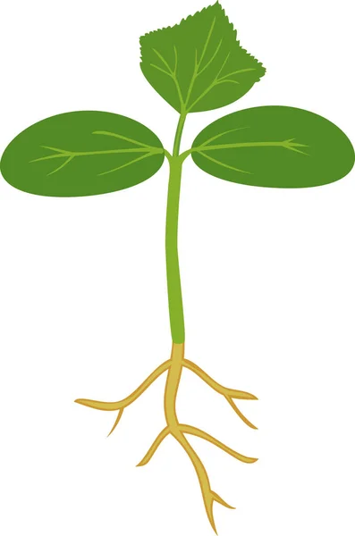 Φύτρα Πεπονιού Πράσινα Φύλλα Και Ριζικό Σύστημα Απομονωμένο Λευκό Φόντο — Διανυσματικό Αρχείο