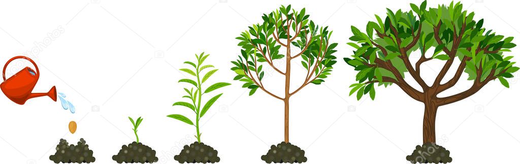 Stages of growth of tree. Life cycle of tree: from seed to large tree with green leaves isolated on white background. Watering the plants