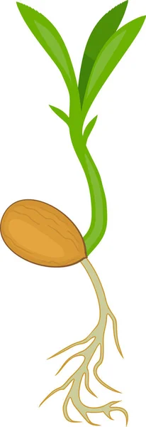 Персик Зелеными Листьями Корневой Системой Белом Фоне — стоковый вектор