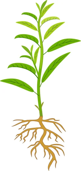 Ροδακινί Δενδρύλλιο Πράσινα Φύλλα Και Ριζικό Σύστημα Απομονωμένο Λευκό Φόντο — Διανυσματικό Αρχείο