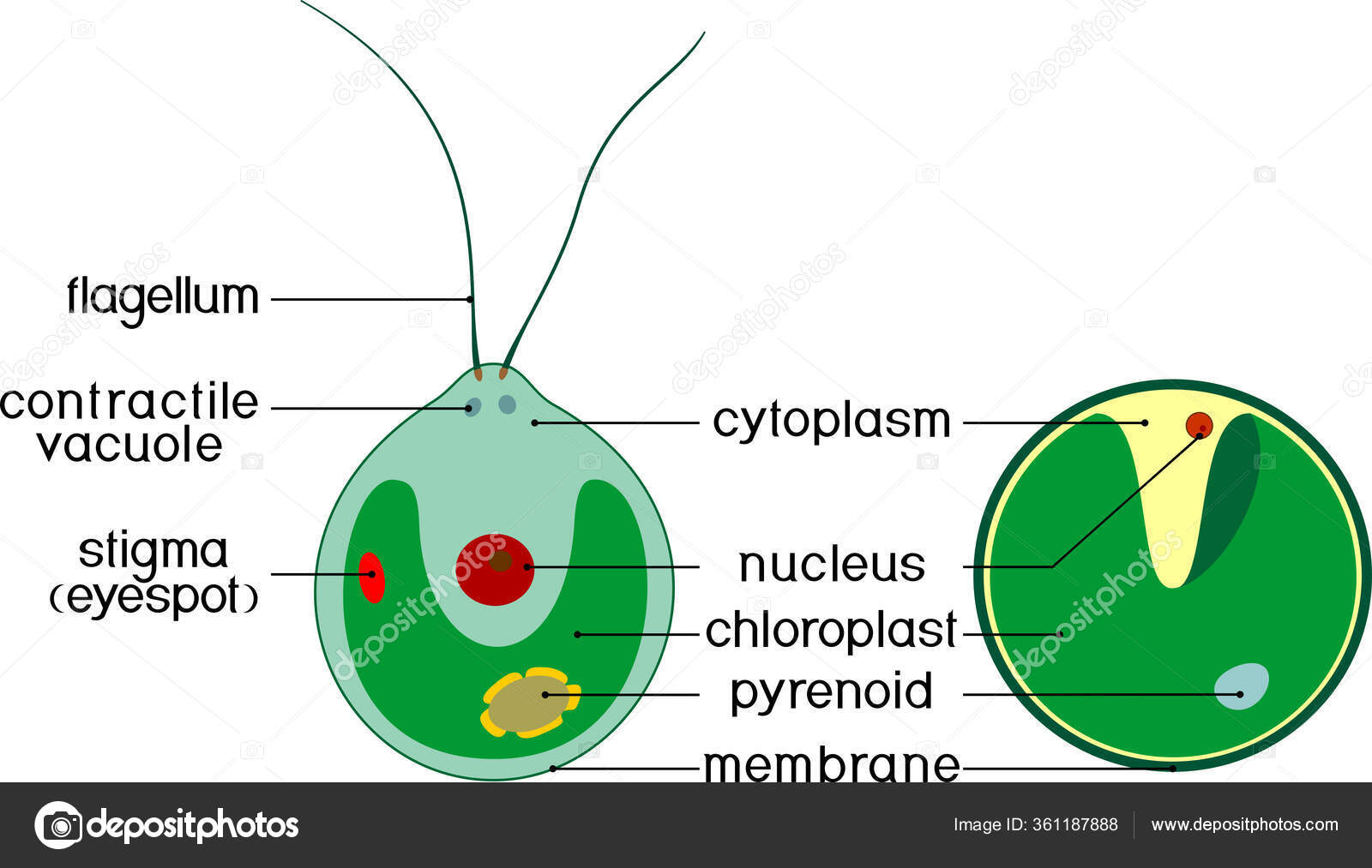 Struktur Chlorella Alga Hijau Bersel Tunggal Dan Chlamydomonas Dengan Judul  Vektor Stok oleh ©mariaflaya 361187888, image size:1600x1013