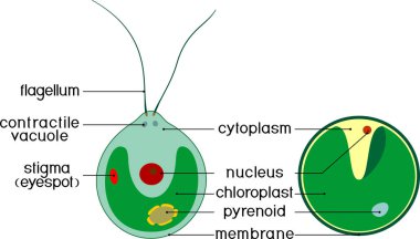 Klorella yapısı (tek hücreli yeşil algler) ve beyaz arkaplanda başlıkları izole edilmiş Chlamydomonas