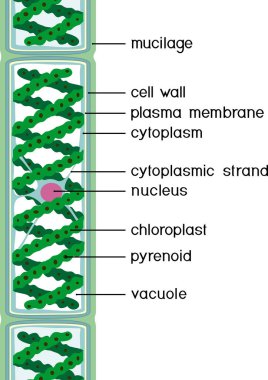 Beyaz arkaplanda başlıkları izole edilmiş Spirogyra (karikatür yeşil algleri) yapısı