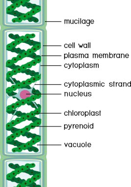 Structure of Spirogyra (charophyte green algae) with titles isolated on white background clipart
