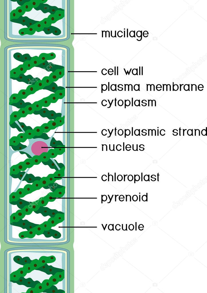 Structure of Spirogyra (charophyte green algae) with titles isolated on white background