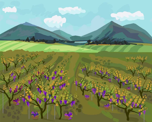 Осенний Пейзаж Виноградником Горы Горизонте Голубое Небо Импрессионистической Манере — стоковый вектор